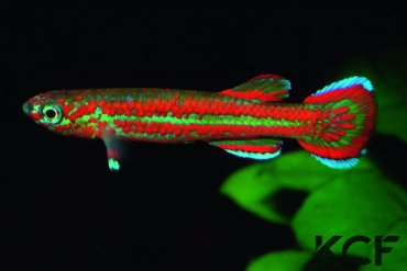 Aphyosemion primigenium Route 21 vers Tohibanga GBN 88-10 male adulte 