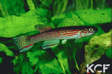 Aphyosemion pascheni pascheni  male adulte 