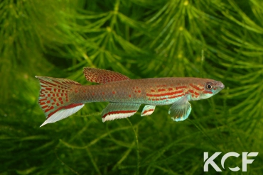 Aphyosemion pascheni pascheni Bidou I ABK 07-191 male adulte 