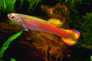 Aphyosemion primigenium 4km Ouest Bandi GEB 94-21 male adulte 