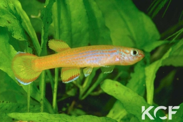 Aphyosemion primigenium G 80-01 male adulte 