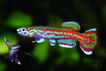 Aphyosemion primigenium Route 21 vers Tohibanga GBN 88-10 male adulte 