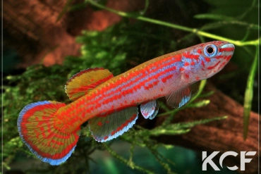 Aphyosemion primigenium  male adulte 