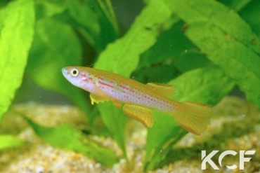 Aphyosemion punctatum  male adulte 