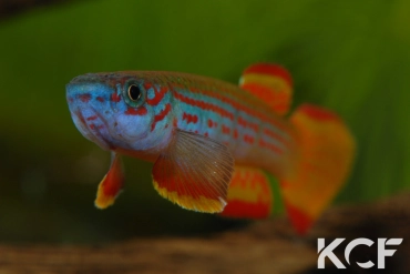 Aphyosemion punctatum Mission catholique Makokou BDBG 04-06 male adulte 