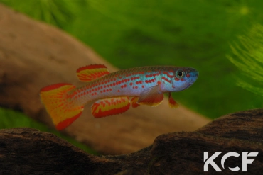 Aphyosemion punctatum Mission catholique Makokou BDBG 04-06 male adulte 