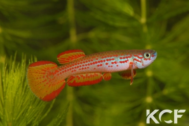 Aphyosemion punctatum Mission catholique Makokou BDBG 04-06 male adulte 