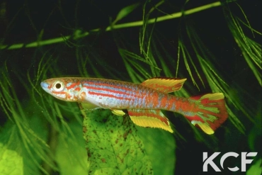 Aphyosemion pyrophore 7km Komono male adulte 