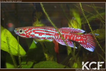 Aphyosemion pyrophore PEG 09-07 male adulte 