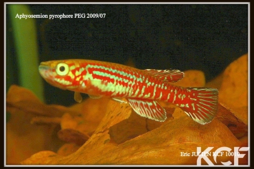 Aphyosemion pyrophore PEG 09-07 male adulte 