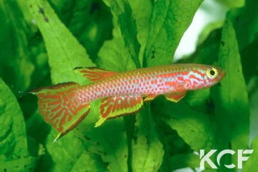 Aphyosemion rectogoense  male adulte 