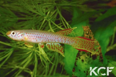 Aphyosemion schioetzi RPC 78-106 male adulte 