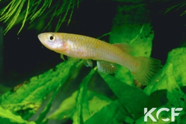 Aphyosemion schioetzi RPC 78-106 femelle adulte 