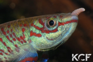 Aphyosemion splendidum Mbielem BLLMC 05-15 male adulte 