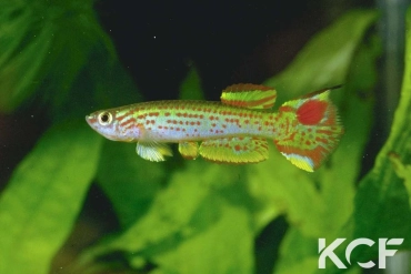 Aphyosemion striatum Kinguele male adulte 