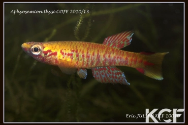 Aphyosemion thysi Mingaya - Rivière Libama COFE 10-13 male adulte 