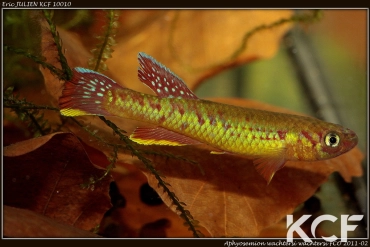 Aphyosemion wachtersi Moukogo Mitiéné FCO 11-02 male adulte 