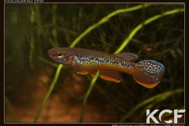 Aphyosemion wachtersi COFE 10-17 male adulte 
