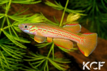 Aphyosemion wildekampi Bonda ABDK 10-404 male adulte 