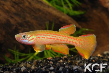 Aphyosemion wildekampi Bonda ABDK 10-404 male adulte 