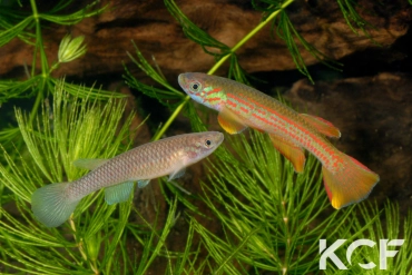 Aphyosemion wildekampi Bonda ABDK 10-404 couple adulte 