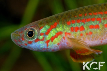 Aphyosemion wildekampi Bonda ABDK 10-404 male adulte 