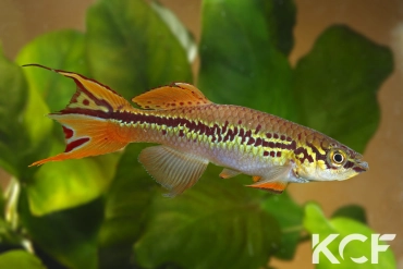 Fundulopanchax deltaensis  male adulte 