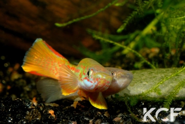 Aphyosemion wildekampi Bonda ABDK 10-404 couple adulte 