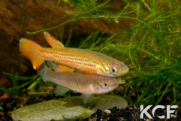 Aphyosemion wildekampi Bonda ABDK 10-404 couple adulte 