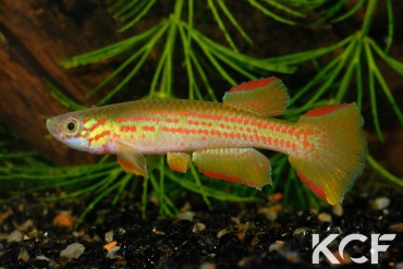 Aphyosemion wildekampi Bonda ABDK 10-404 male adulte 
