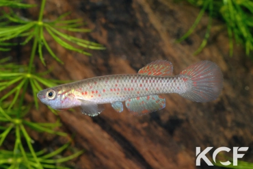 Aphyosemion wildekampi Mbateka ABDK 10-408 femelle adulte 