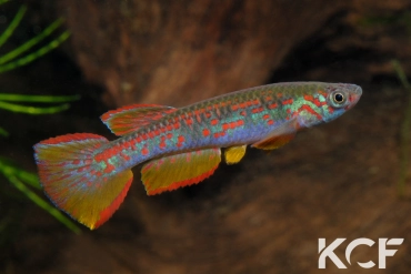 Aphyosemion wildekampi Mbateka ABDK 10-408 male adulte 