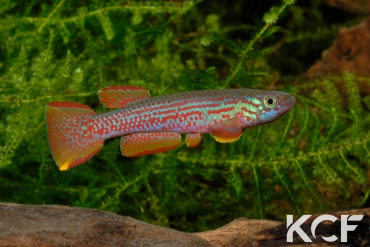 Aphyosemion wildekampi Est Moyenam ADK 10-305 male adulte 