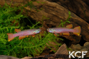 Aphyosemion wildekampi Est Moyenam ADK 10-305 couple adulte 