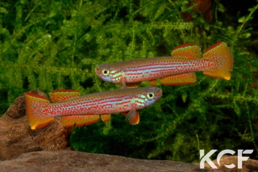 Aphyosemion wildekampi Est Moyenam ADK 10-305 couple adulte 