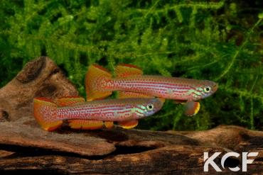 Aphyosemion wildekampi Est Moyenam ADK 10-305 couple adulte 