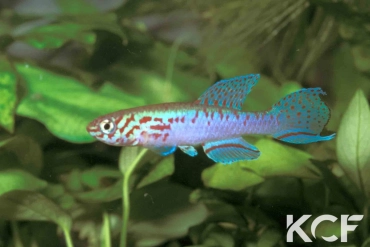 Fundulopanchax filamentosus  male adulte 