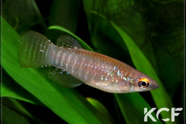 Aplocheilichthys spilauchen  male adulte 