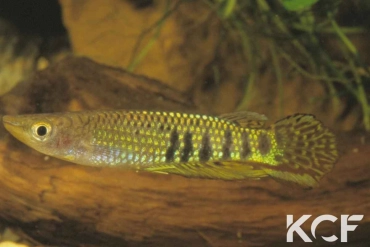 Aplocheilus werneri  male adulte 