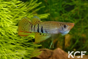 Aplocheilus werneri Kottawa Forest male adulte 