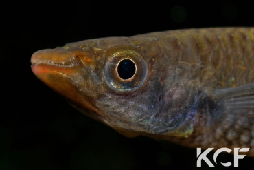 Aplocheilus werneri Kottawa Forest male adulte 