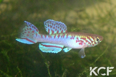 Fundulopanchax filamentosus Sud Benin male adulte 