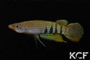 Aplocheilus werneri Kottawa Forest male adulte 