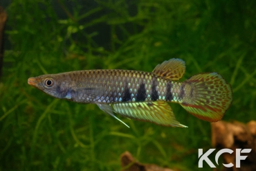 Aplocheilus dayi werneri Kottawa Forest male adulte 