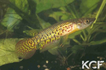 Aplocheilus lineatus  male adulte 