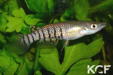 Aplocheilus lineatus  femelle adulte 