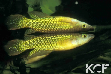 Aplocheilus lineatus Doré male adulte 