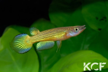 Aplocheilus lineatus Doré male adulte 