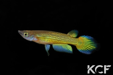 Aplocheilus lineatus Doré male adulte 