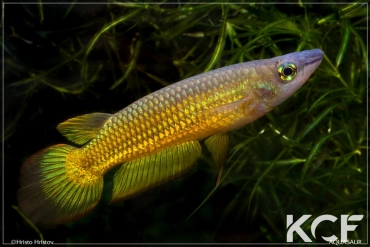 Aplocheilus lineatus Doré male adulte 